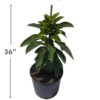 Grafted Mexicola Grande Avocado Tree 2-4FT tall, Cold Hardy. We ship TO ALL STATES - Image 3