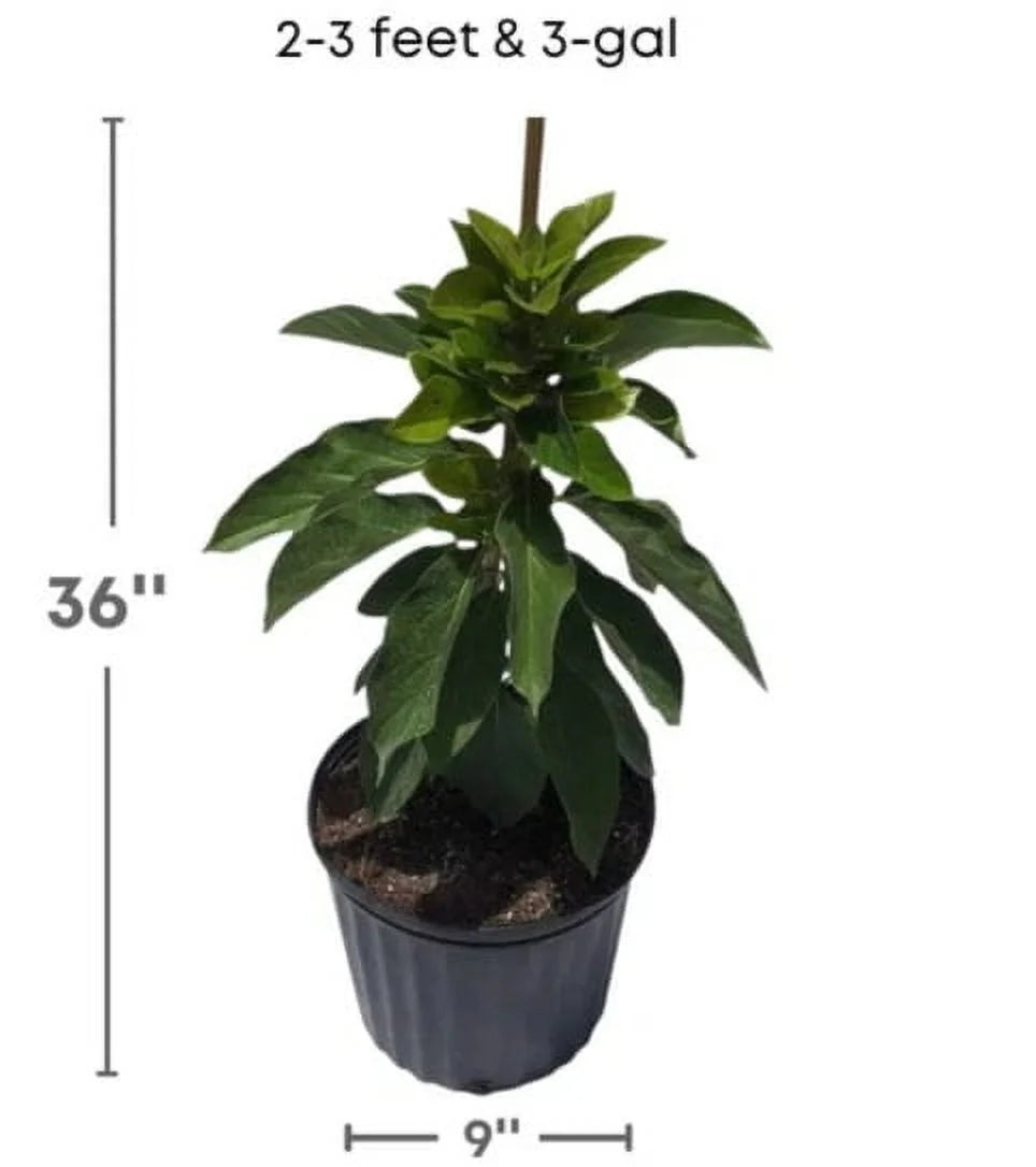 Grafted Mexicola Grande Avocado Tree 2-4FT tall, Cold Hardy. We ship TO ALL STATES - Image 3