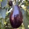 Grafted Mexicola Grande Avocado Tree 2-4FT tall, Cold Hardy. We ship TO ALL STATES