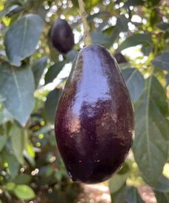 Grafted Mexicola Grande Avocado Tree 2-4FT tall, Cold Hardy. We ship TO ALL STATES