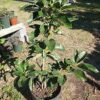 Grafted Mexicola Grande Avocado Tree 2-4FT tall, Cold Hardy. We ship TO ALL STATES - Image 6