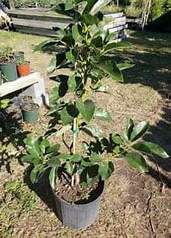 Grafted Mexicola Grande Avocado Tree 2-4FT tall, Cold Hardy. We ship TO ALL STATES - Image 6
