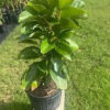 Grafted Mexicola Grande Avocado Tree 2-4FT tall, Cold Hardy. We ship TO ALL STATES - Image 5