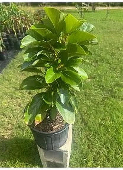 Grafted Mexicola Grande Avocado Tree 2-4FT tall, Cold Hardy. We ship TO ALL STATES - Image 5