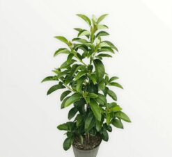 Alternative view of Grafted Mexicola Grande Avocado Tree 2-4FT tall, Cold Hardy. We ship TO ALL STATES