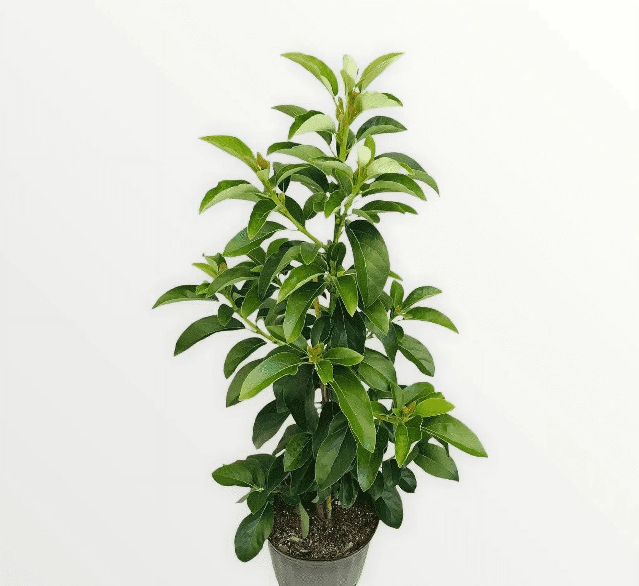 Grafted Mexicola Grande Avocado Tree 2-4FT tall, Cold Hardy. We ship TO ALL STATES - Image 2