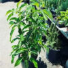 Grafted Mexicola Grande Avocado Tree 2-4FT tall, Cold Hardy. We ship TO ALL STATES - Image 4