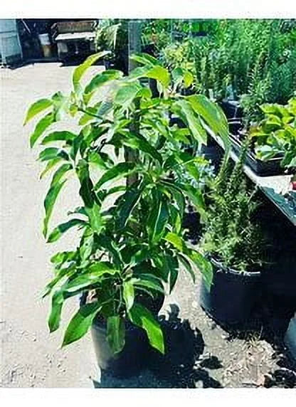Grafted Mexicola Grande Avocado Tree 2-4FT tall, Cold Hardy. We ship TO ALL STATES - Image 4